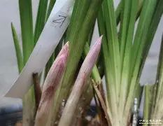 kaiyunapp-b站bv1kj411q77x置顶答案